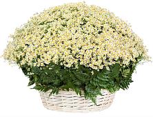 Цветочная композиция из Ромашки в корзине #REPLACE_PRED# Шацке